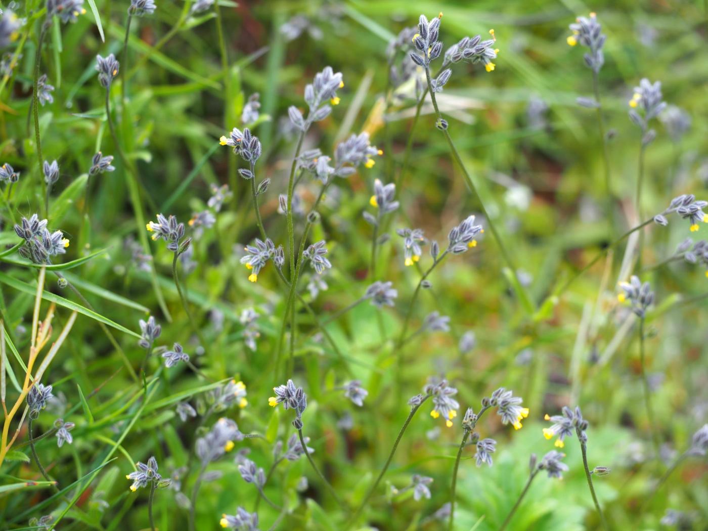 Forget-me-not, [Balbis's] plant